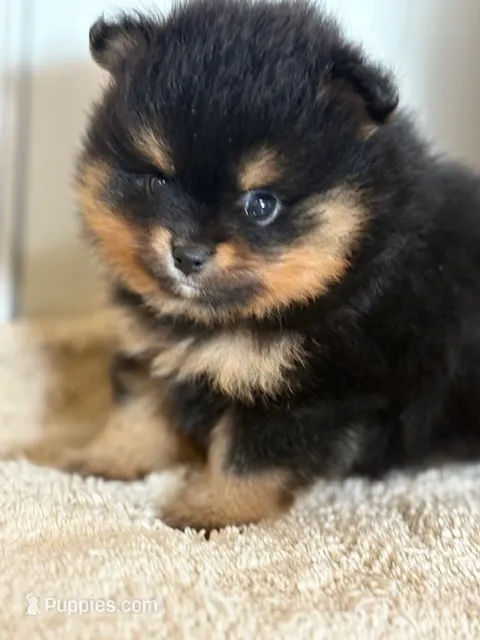 Champion Lineage!! – Pomeranian puppy for sale in Tiskilwa, IL