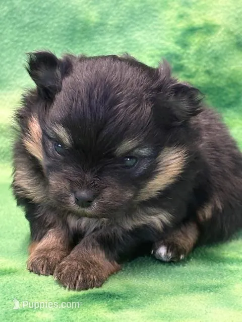 Patrick – Pomeranian puppy for sale in Tiskilwa, IL