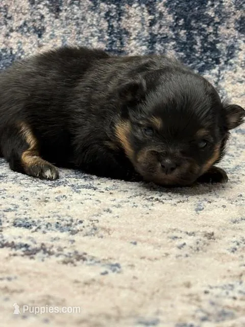 Patrick – Pomeranian puppy for sale in Tiskilwa, IL