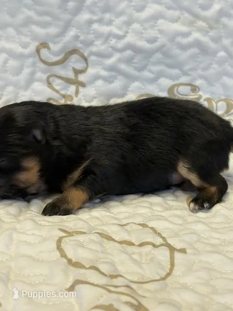 Patrick – Pomeranian puppy for sale in Tiskilwa, IL