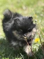 Patrick, a male Pomeranian for sale in Tiskilwa, IL – 2 of 6