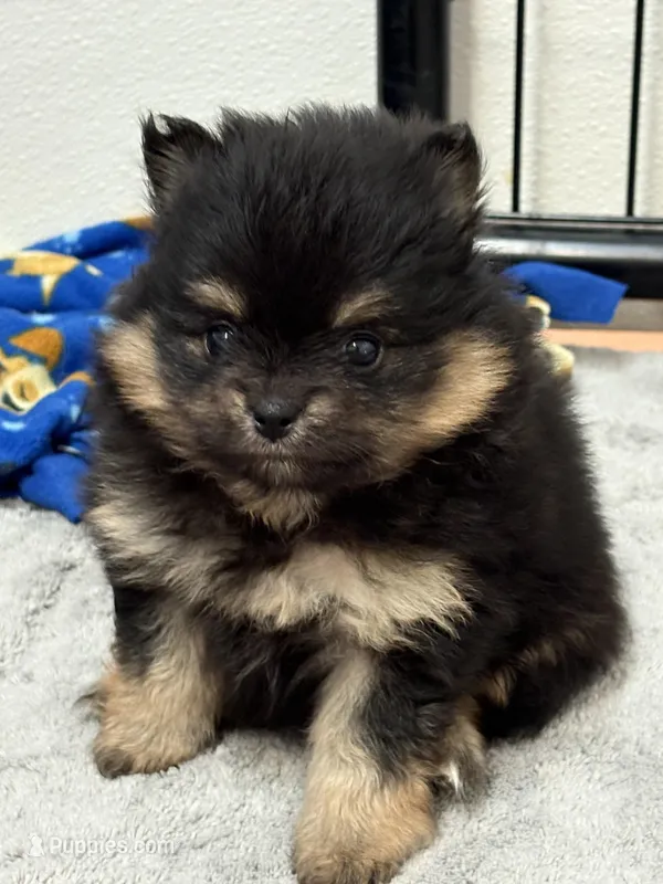 Patrick – Pomeranian puppy for sale in Tiskilwa, IL