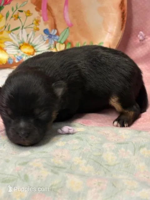 Patrick – Pomeranian puppy for sale in Tiskilwa, IL