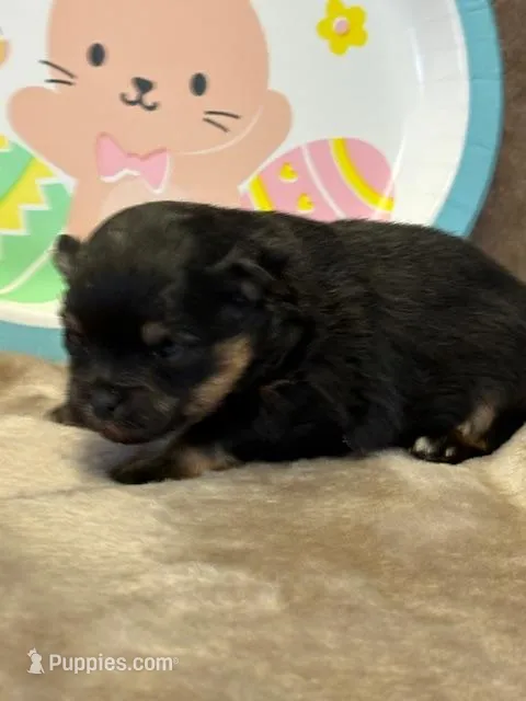 Patrick – Pomeranian puppy for sale in Tiskilwa, IL