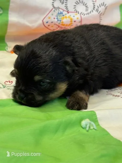 Patrick – Pomeranian puppy for sale in Tiskilwa, IL