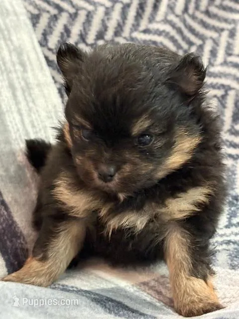 Patrick – Pomeranian puppy for sale in Tiskilwa, IL