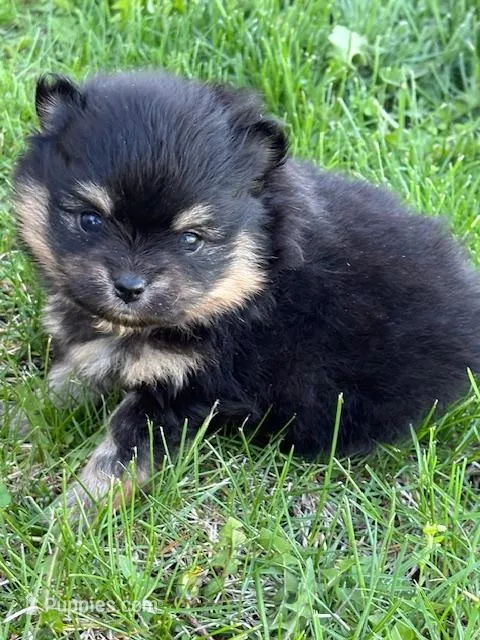 Patrick – Pomeranian puppy for sale in Tiskilwa, IL
