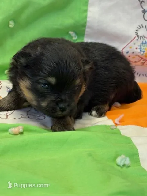 Patrick – Pomeranian puppy for sale in Tiskilwa, IL