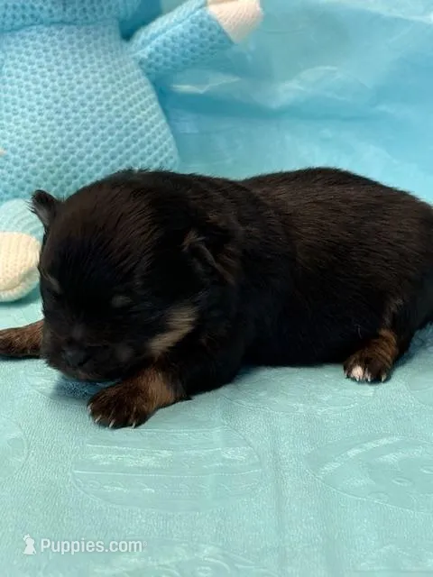 Patrick – Pomeranian puppy for sale in Tiskilwa, IL