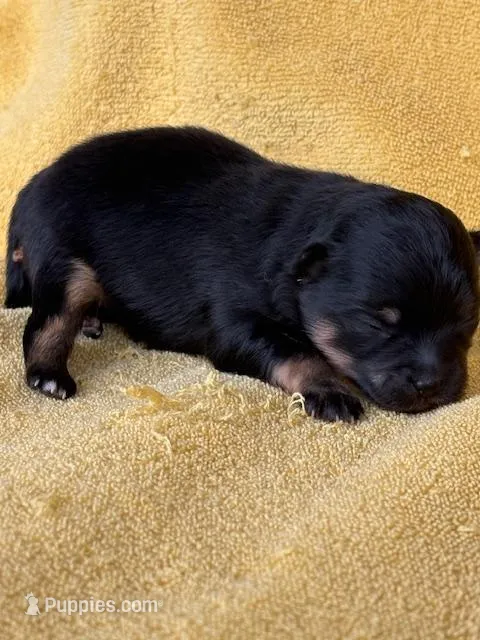 Patrick – Pomeranian puppy for sale in Tiskilwa, IL