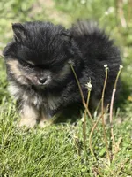 Patrick, a male Pomeranian for sale in Tiskilwa, IL – 3 of 6