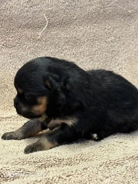 Patrick – Pomeranian puppy for sale in Tiskilwa, IL