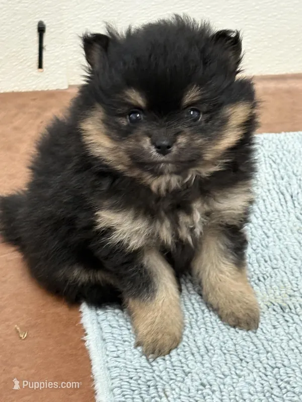 Patrick – Pomeranian puppy for sale in Tiskilwa, IL