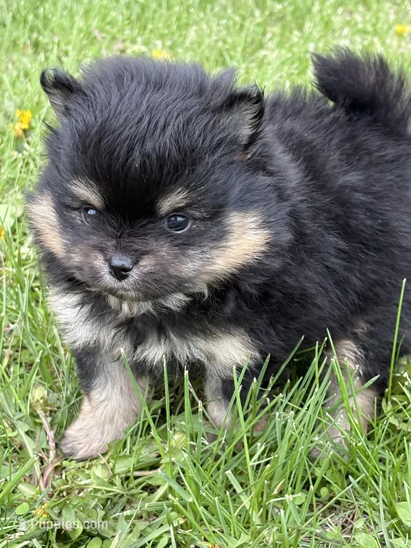 Patrick – Pomeranian puppy for sale in Tiskilwa, IL