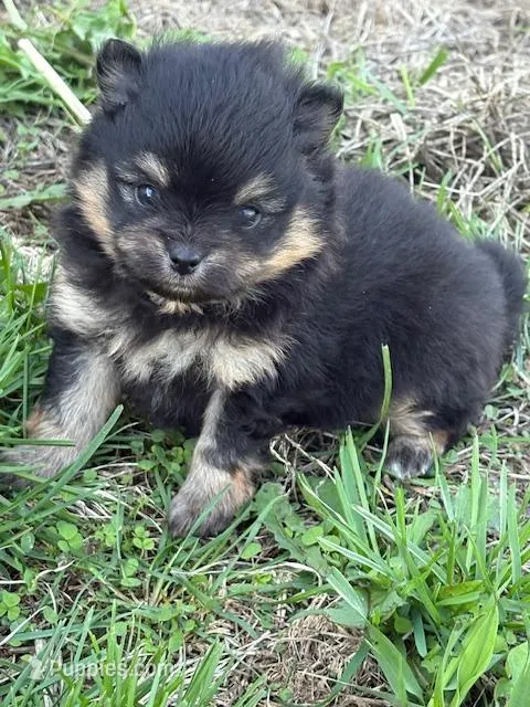 Patrick – Pomeranian puppy for sale in Tiskilwa, IL