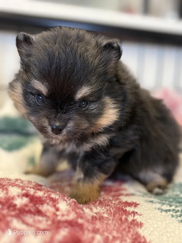 Patrick – Pomeranian puppy for sale in Tiskilwa, IL