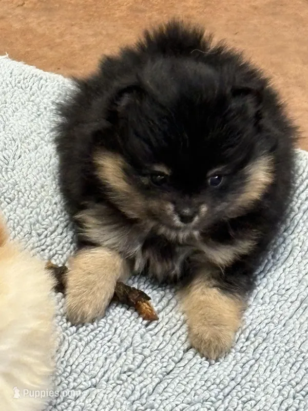 Patrick – Pomeranian puppy for sale in Tiskilwa, IL