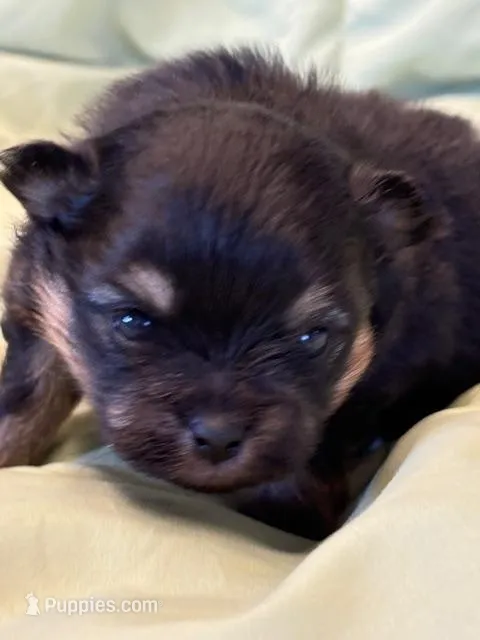 Patrick – Pomeranian puppy for sale in Tiskilwa, IL