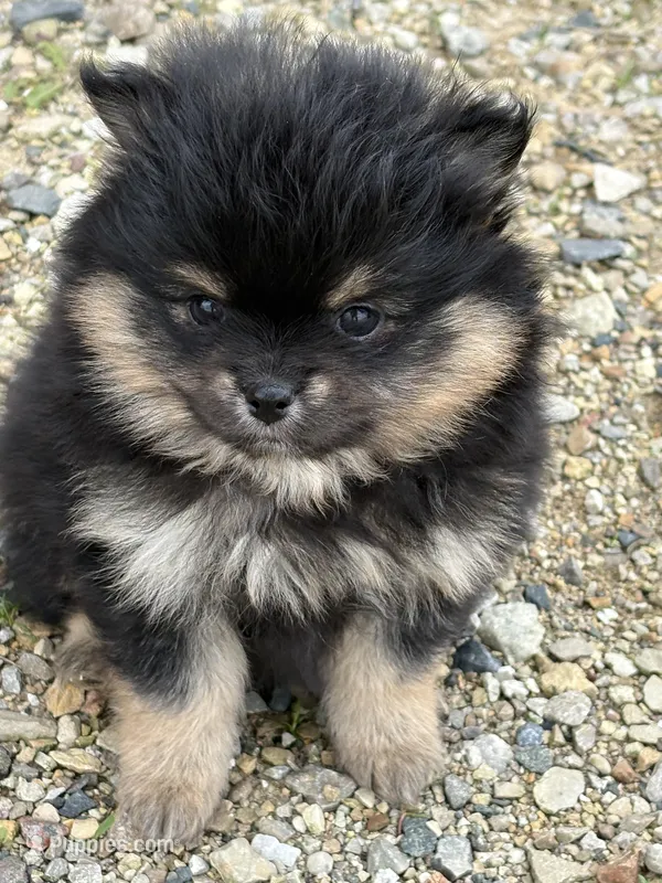 Patrick – Pomeranian puppy for sale in Tiskilwa, IL