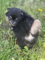 Patrick, a male Pomeranian for sale in Tiskilwa, IL – 1 of 6