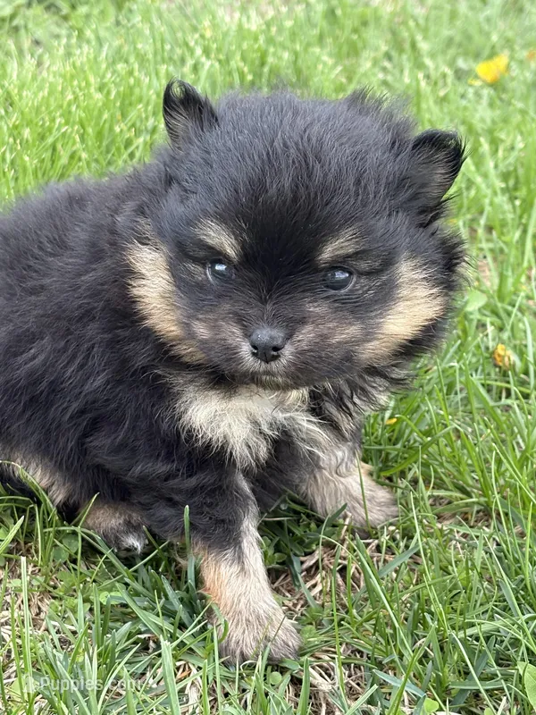 Patrick – Pomeranian puppy for sale in Tiskilwa, IL