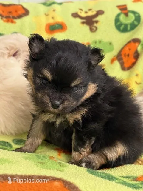 Patrick – Pomeranian puppy for sale in Tiskilwa, IL