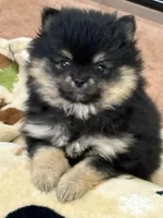 Patrick, a male Pomeranian for sale in Tiskilwa, IL – 5 of 6
