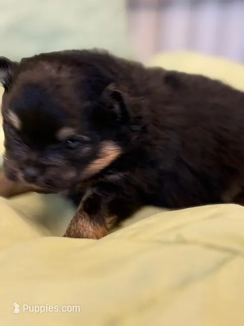 Patrick – Pomeranian puppy for sale in Tiskilwa, IL