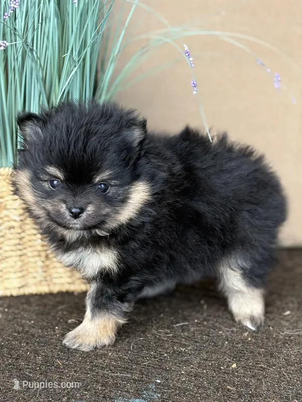Patrick – Pomeranian puppy for sale in Tiskilwa, IL