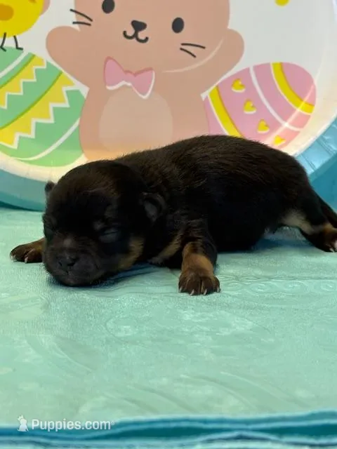 Patrick – Pomeranian puppy for sale in Tiskilwa, IL