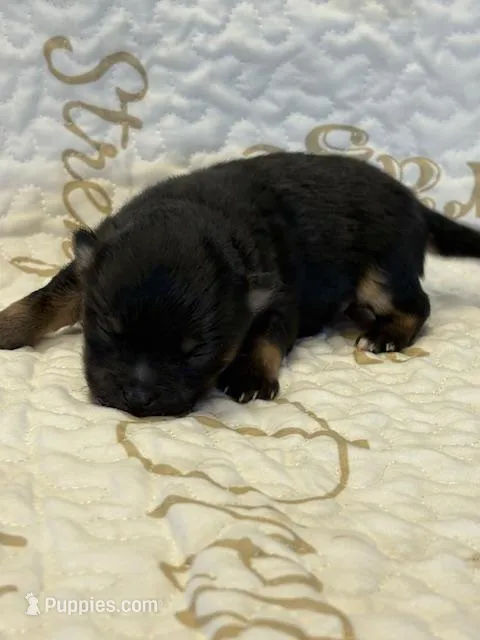 Patrick – Pomeranian puppy for sale in Tiskilwa, IL