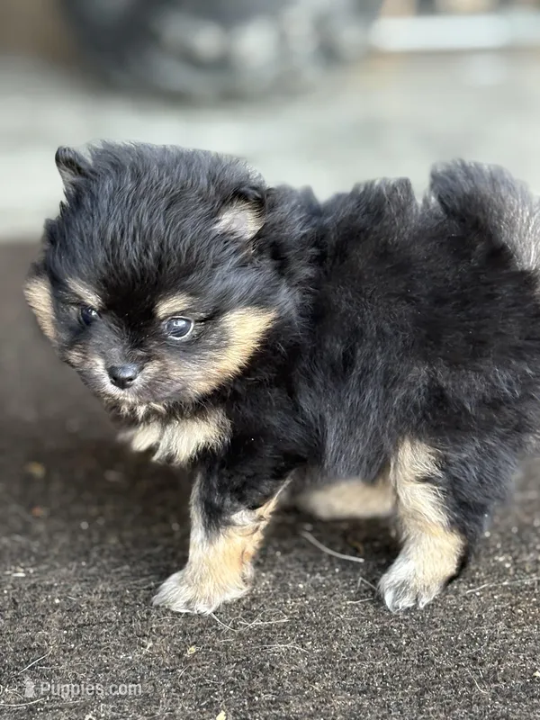 Patrick – Pomeranian puppy for sale in Tiskilwa, IL