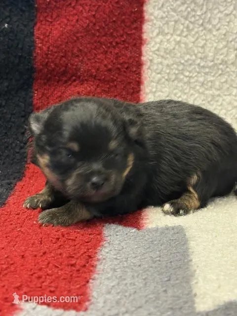 Patrick – Pomeranian puppy for sale in Tiskilwa, IL