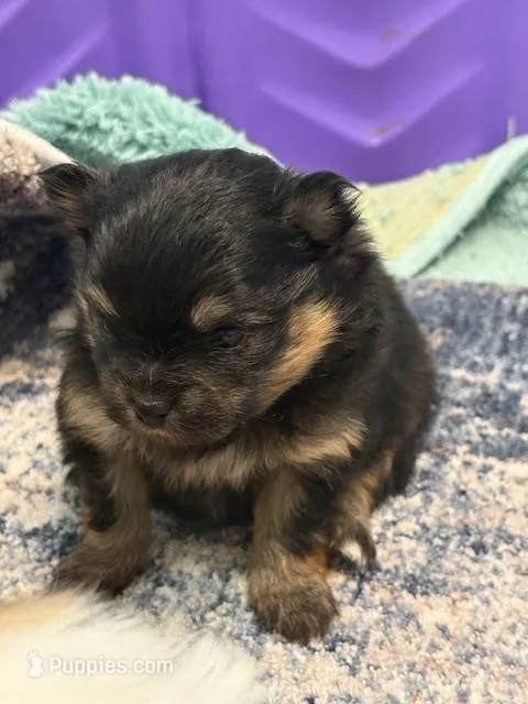 Patrick – Pomeranian puppy for sale in Tiskilwa, IL