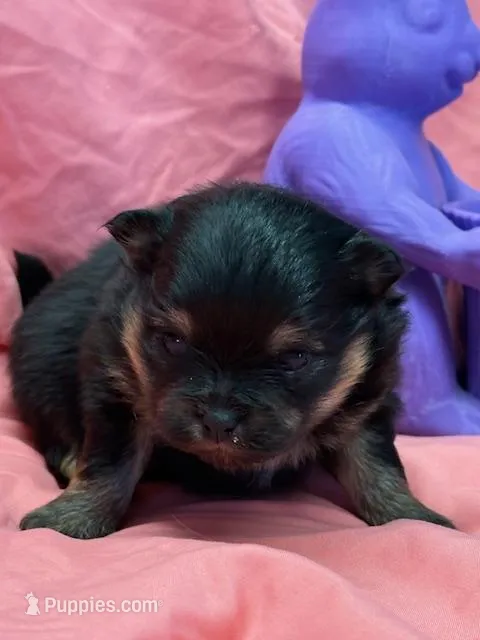 Patrick – Pomeranian puppy for sale in Tiskilwa, IL