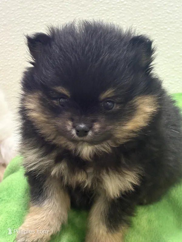 Patrick – Pomeranian puppy for sale in Tiskilwa, IL