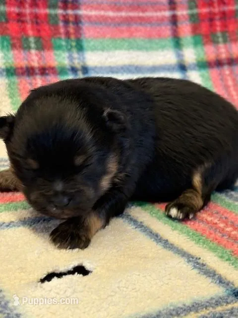 Patrick – Pomeranian puppy for sale in Tiskilwa, IL