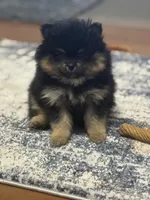 Patrick, a male Pomeranian for sale in Tiskilwa, IL – 6 of 6