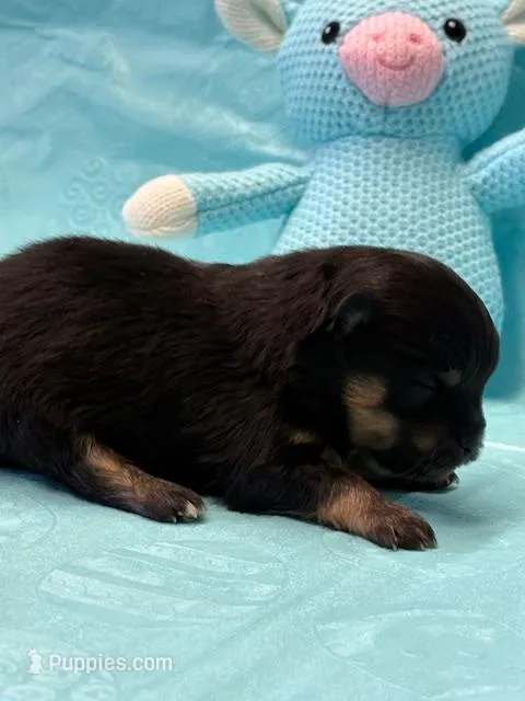 Patrick – Pomeranian puppy for sale in Tiskilwa, IL