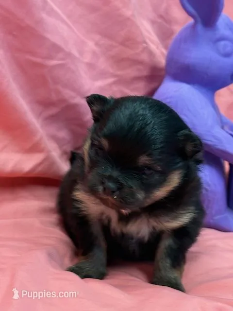 Patrick – Pomeranian puppy for sale in Tiskilwa, IL