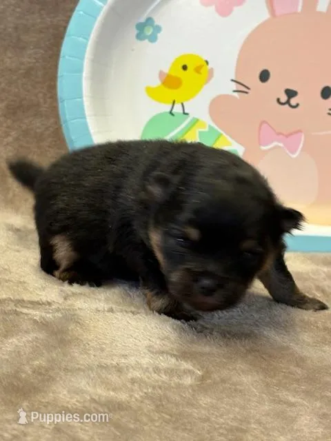 Patrick – Pomeranian puppy for sale in Tiskilwa, IL