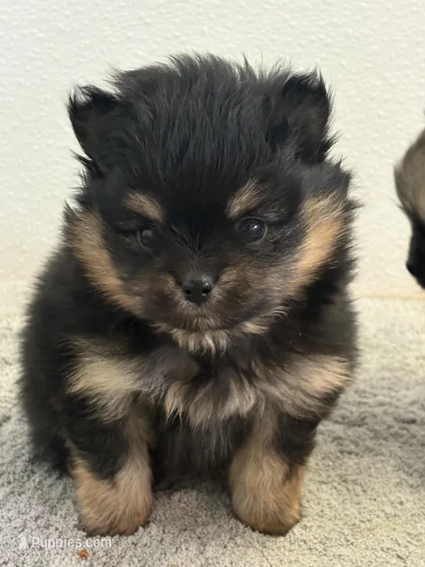 Patrick – Pomeranian puppy for sale in Tiskilwa, IL