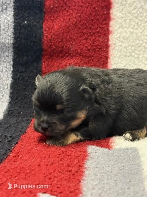 Patrick – Pomeranian puppy for sale in Tiskilwa, IL