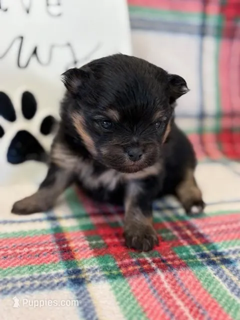 Patrick – Pomeranian puppy for sale in Tiskilwa, IL