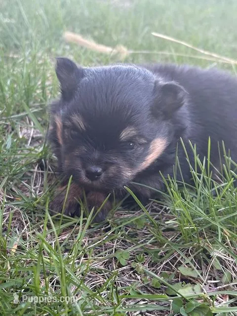 Patrick – Pomeranian puppy for sale in Tiskilwa, IL