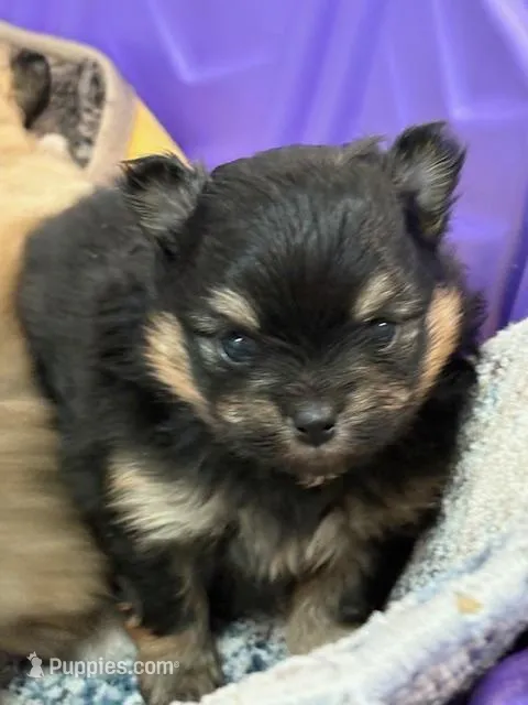 Patrick – Pomeranian puppy for sale in Tiskilwa, IL