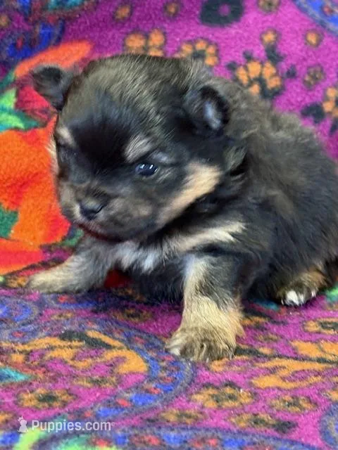 Patrick – Pomeranian puppy for sale in Tiskilwa, IL