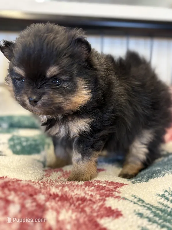 Patrick – Pomeranian puppy for sale in Tiskilwa, IL