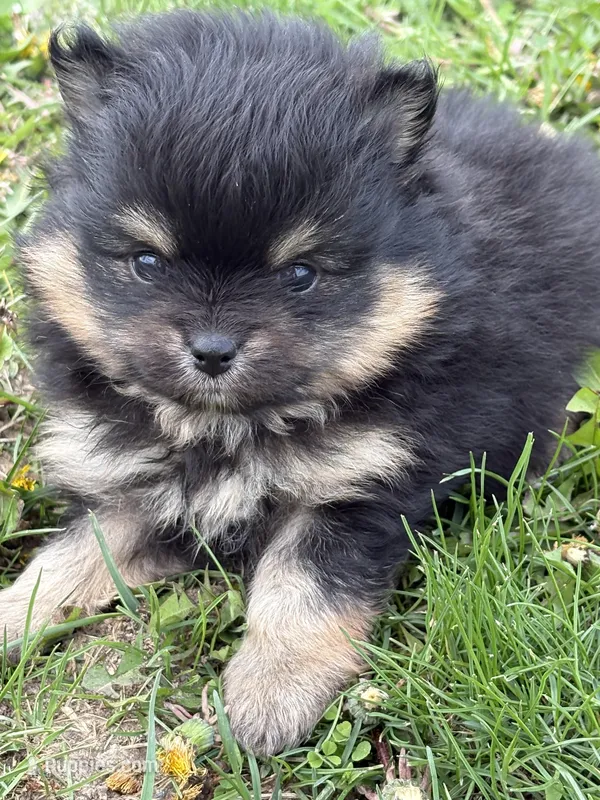 Patrick – Pomeranian puppy for sale in Tiskilwa, IL