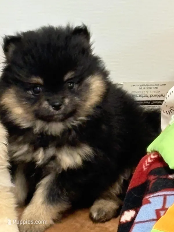 Patrick – Pomeranian puppy for sale in Tiskilwa, IL
